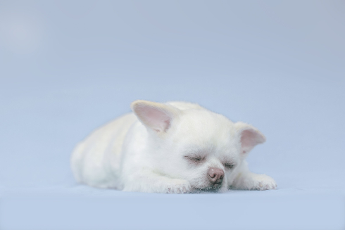 犬の造型スーツ