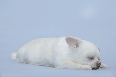 犬の造型スーツ