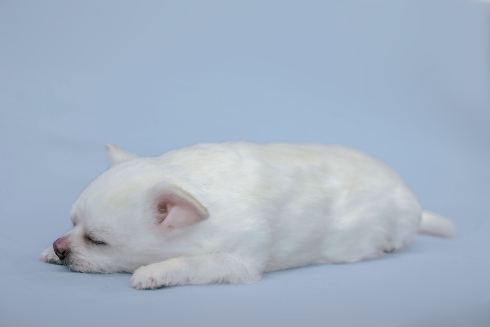 犬の造型スーツ