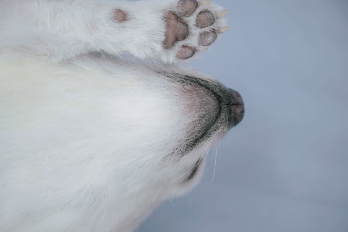 犬の造型スーツ