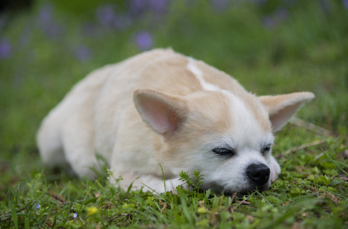 犬の造型スーツ