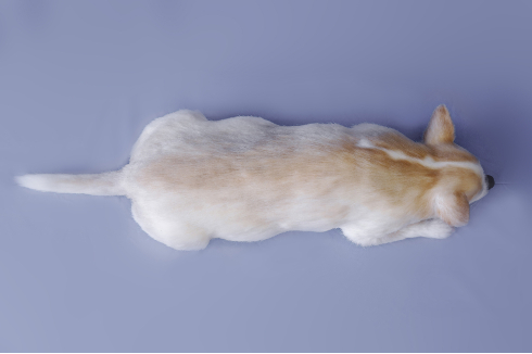 犬の造型スーツ