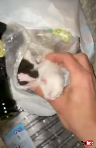 ごみ捨て場に捨てられた子猫を救出