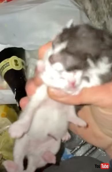 ごみ捨て場に捨てられた子猫を救出