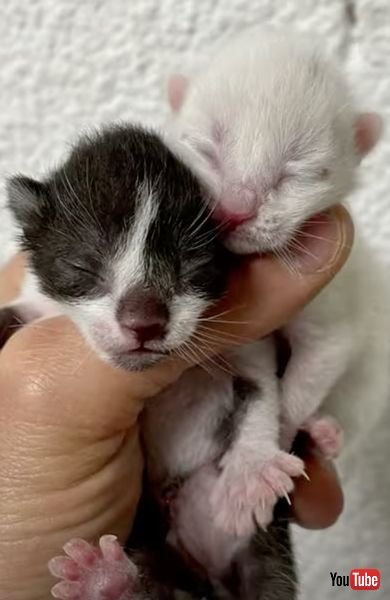 ごみ捨て場に捨てられた子猫を救出