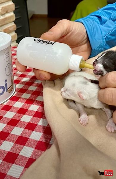 ごみ捨て場に捨てられた子猫を救出