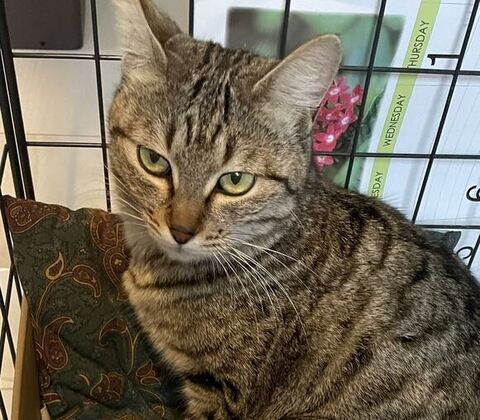 まる子さんトリミング