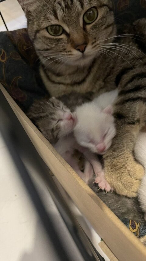 子猫をだきしめるまる子さん