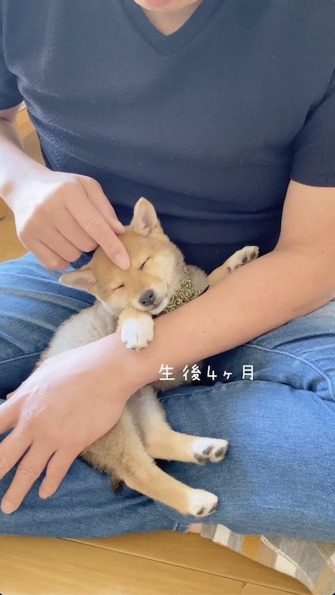 4カ月目の柴犬とパパさん