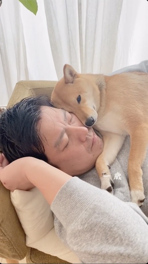 一歳の柴犬とパパさん