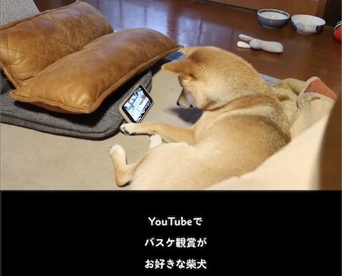柴犬のスマホ視聴