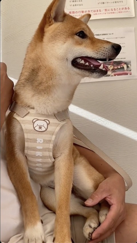 先生と看護師さんが好きな柴犬