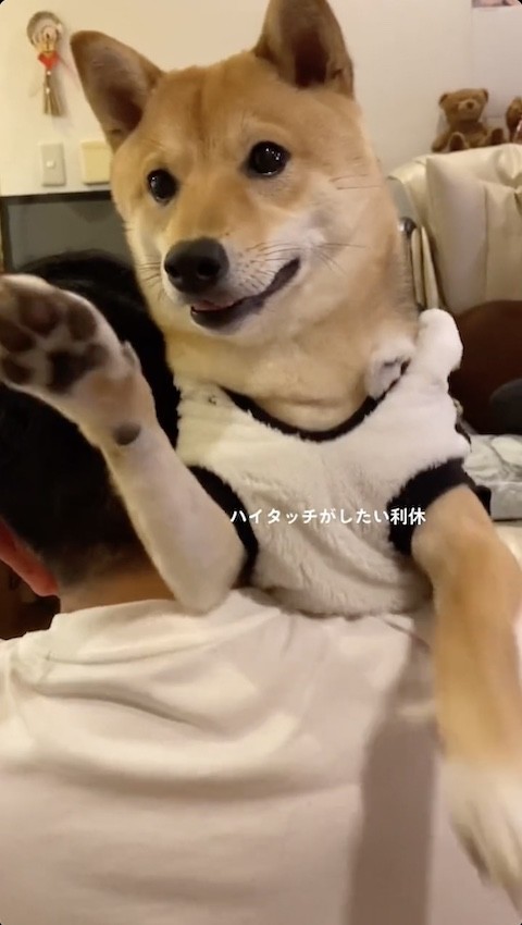 ハイタッチしたい柴犬