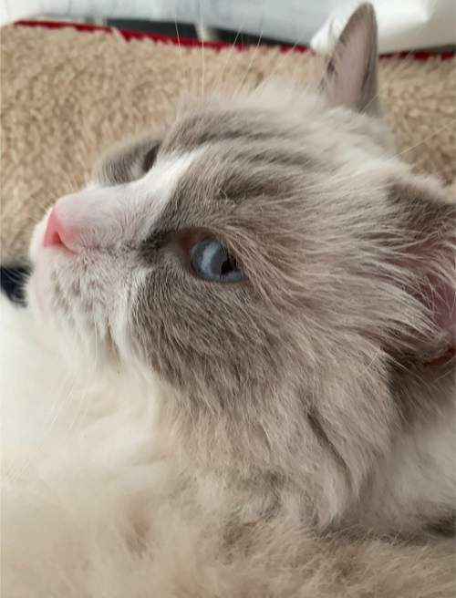 ペット手帳 ベストショット