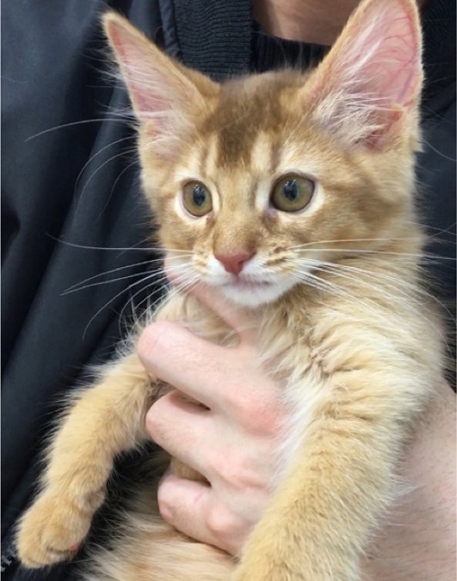 ペット手帳 ベストショット