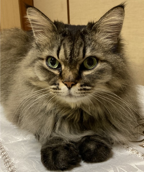 ペット手帳 ベストショット