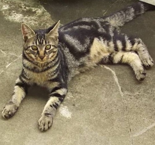 ペット手帳 ベストショット