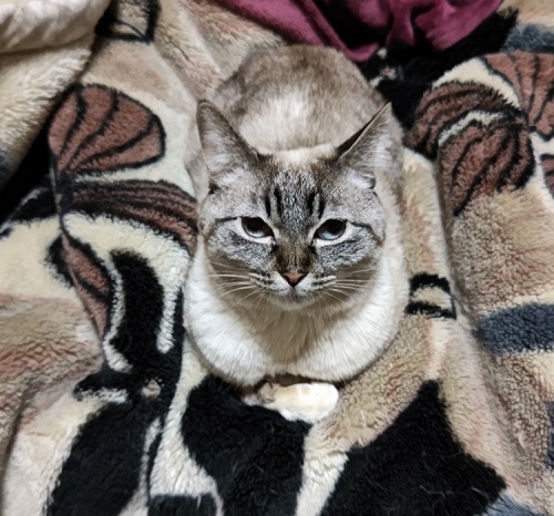 ペット手帳 ベストショット