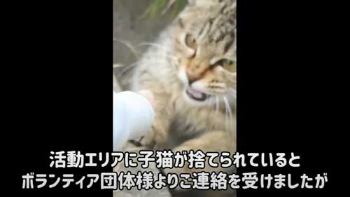 阻止ねこ