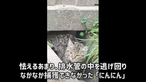 子猫 捨て猫 新入り 保護猫 狂暴 シャー 人慣れ 抱っこ 甘えん坊 変化