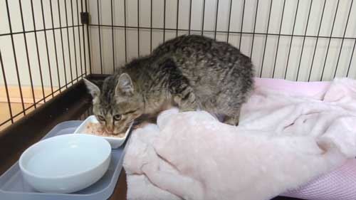 子猫 捨て猫 新入り 保護猫 狂暴 シャー 人慣れ 抱っこ 甘えん坊 変化