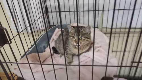 子猫 捨て猫 新入り 保護猫 狂暴 シャー 人慣れ 抱っこ 甘えん坊 変化