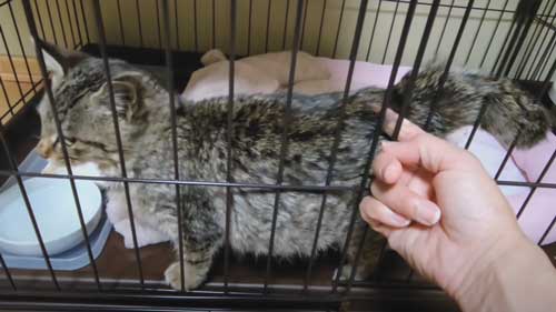 子猫 捨て猫 新入り 保護猫 狂暴 シャー 人慣れ 抱っこ 甘えん坊 変化