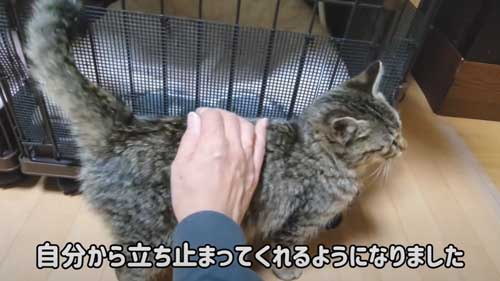 子猫 捨て猫 新入り 保護猫 狂暴 シャー 人慣れ 抱っこ 甘えん坊 変化
