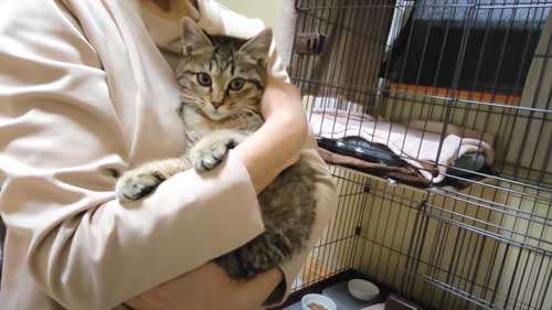 子猫 捨て猫 新入り 保護猫 狂暴 シャー 人慣れ 抱っこ 甘えん坊 変化