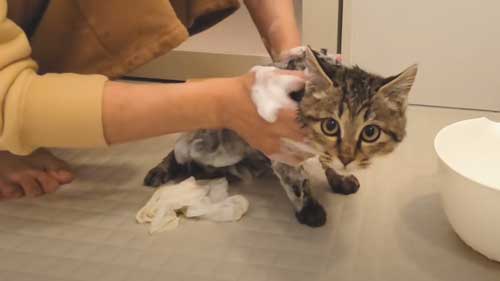 子猫 捨て猫 新入り 保護猫 狂暴 シャー 人慣れ 抱っこ 甘えん坊 変化