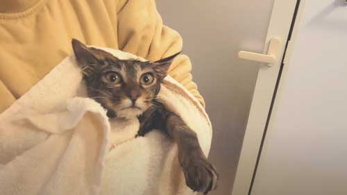 子猫 捨て猫 新入り 保護猫 狂暴 シャー 人慣れ 抱っこ 甘えん坊 変化