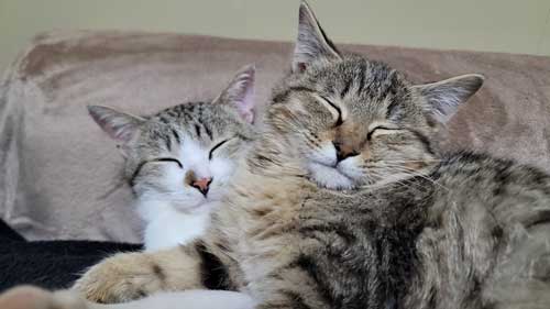 子猫 捨て猫 新入り 保護猫 狂暴 シャー 人慣れ 抱っこ 甘えん坊 変化