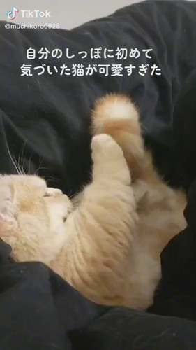 むぎ猫