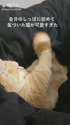 初めてしっぽに気付いたむぎくん