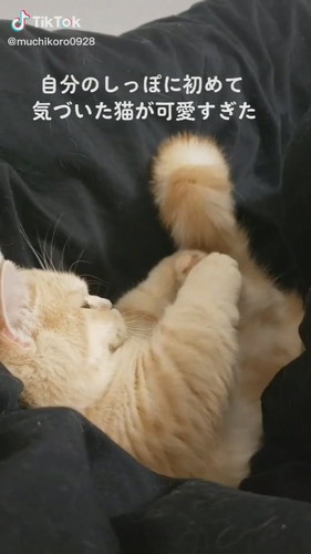 初めてしっぽに気付いたむぎくん