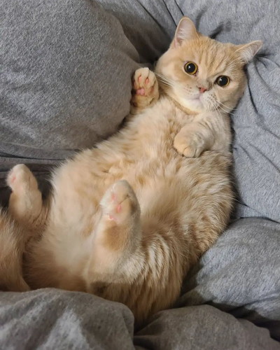 お布団にいるむぎくん