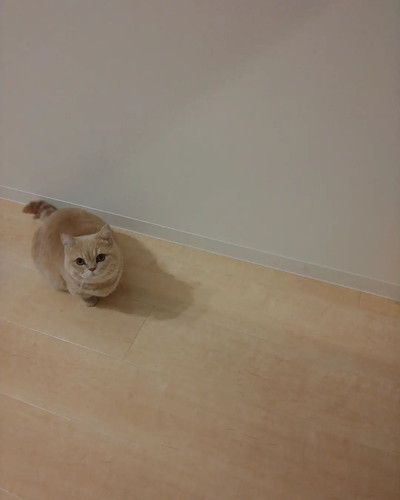 ごはん食べたいむぎくん