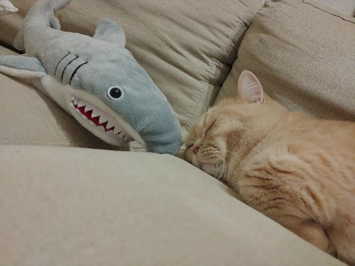 寝ているむぎくん