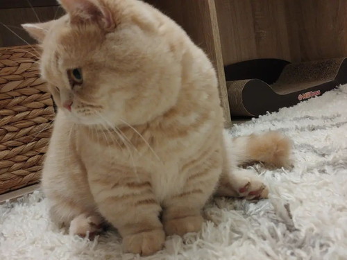 ころころしているむぎくん