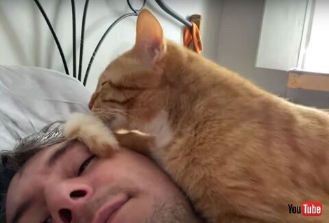 尻尾をなめてる猫ちゃん