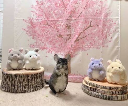 保育園を卒園するチンチラ