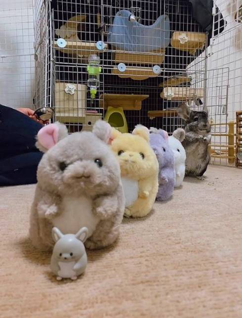 チューチュートレインするチンチラ