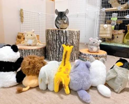 表彰式に出るチンチラ