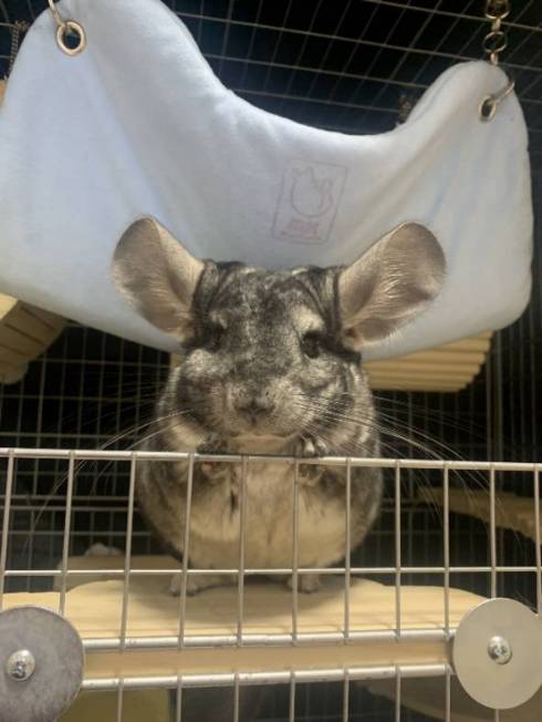 お耳大きなチンチラ