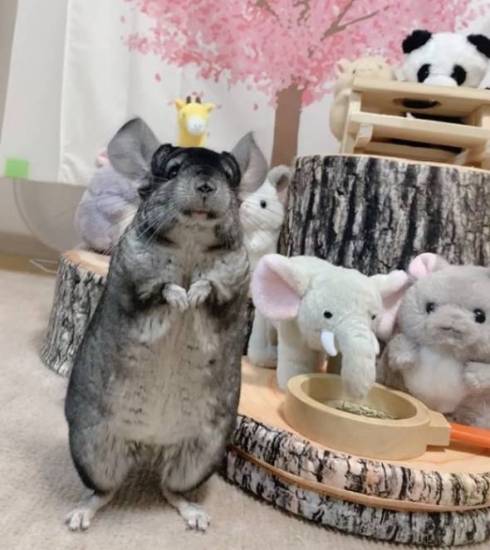 笑顔のチンチラ