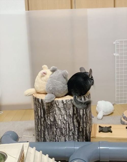 チンチラとぬいぐるみ