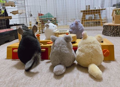 チンチラとぬいぐるみ