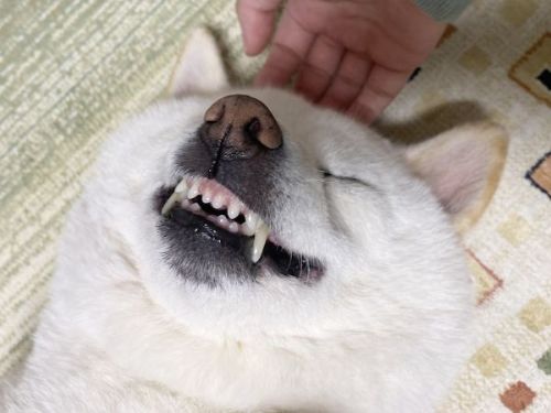 表情緩むきなこ