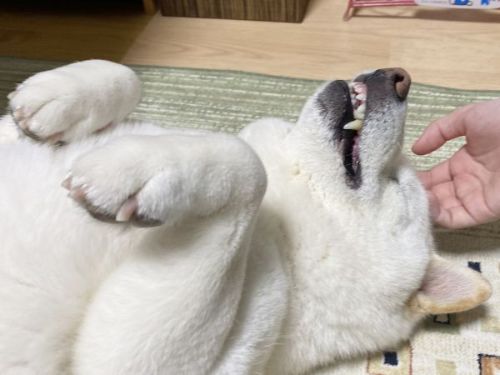 前足そろった柴犬