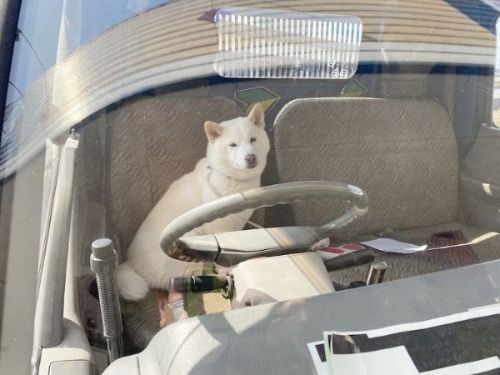 運転席にきなこ